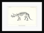 'Triceratops prorsus' by unknown